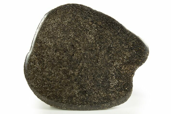 Polished Iguanodon Vertebra End-Cut - Isle Of Wight #316858